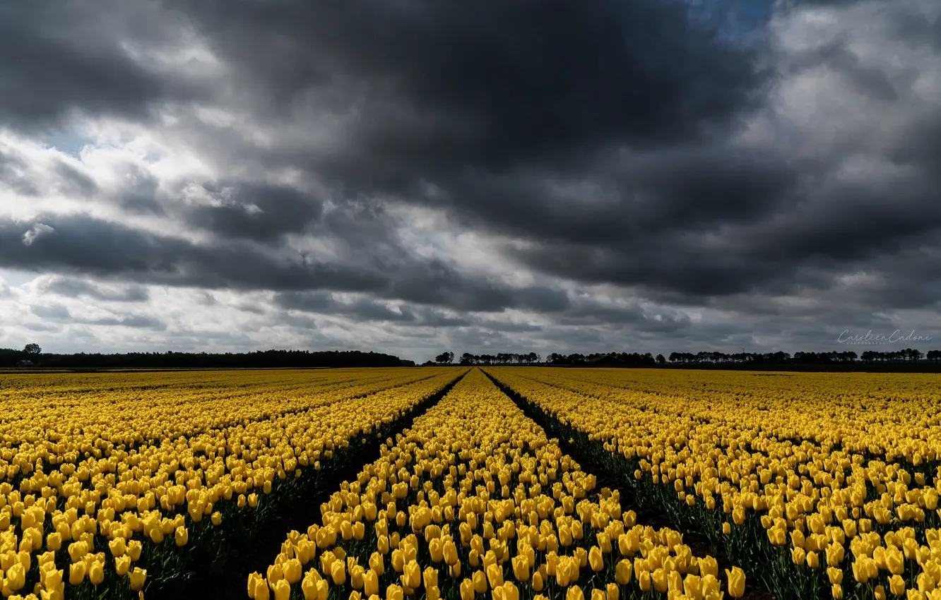 Photo wallpaper field, nature, tulips