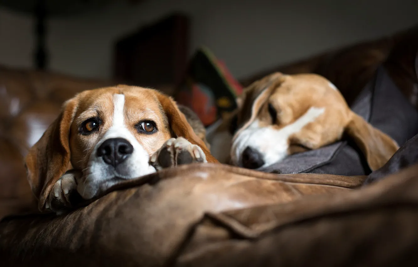 Photo wallpaper dogs, sofa, sleep, breed, lie, Beagle, hounds