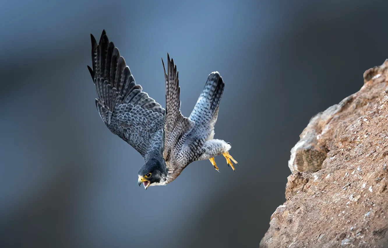 Photo wallpaper birds, flight, Falcon, peregrine