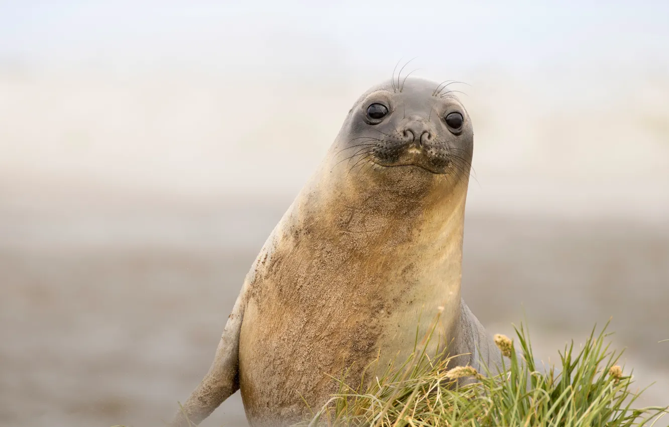 Photo wallpaper grass, pose, smile, seal, cub, face, Navy seal