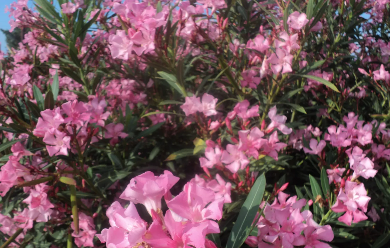 Photo wallpaper flowers, pink, rhododendrons