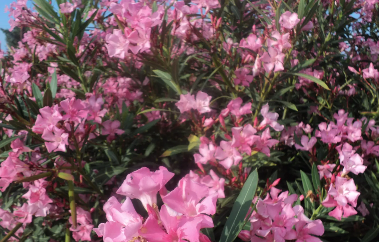 Photo wallpaper flowers, pink, rhododendron