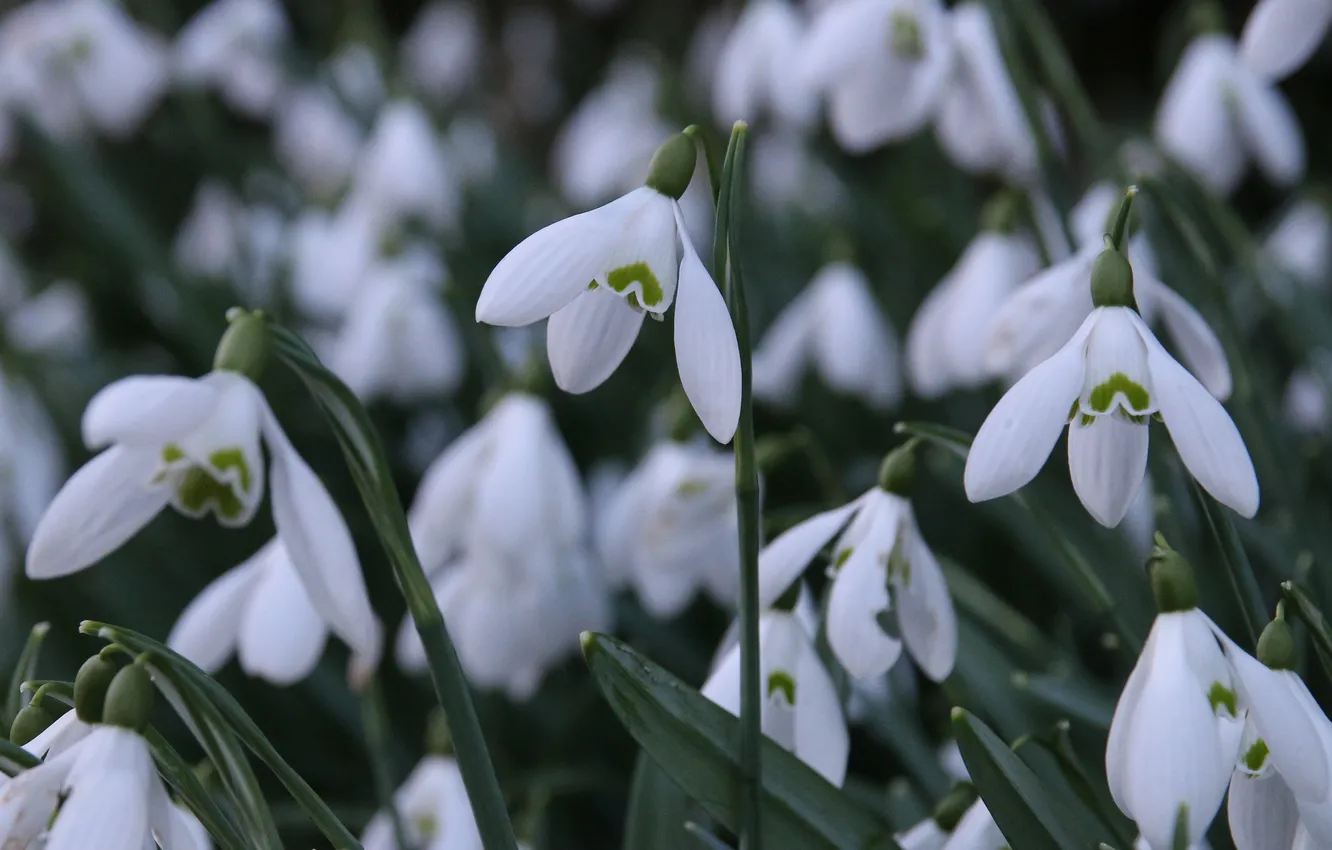 Photo wallpaper flowers, spring, snowdrops, white, bokeh