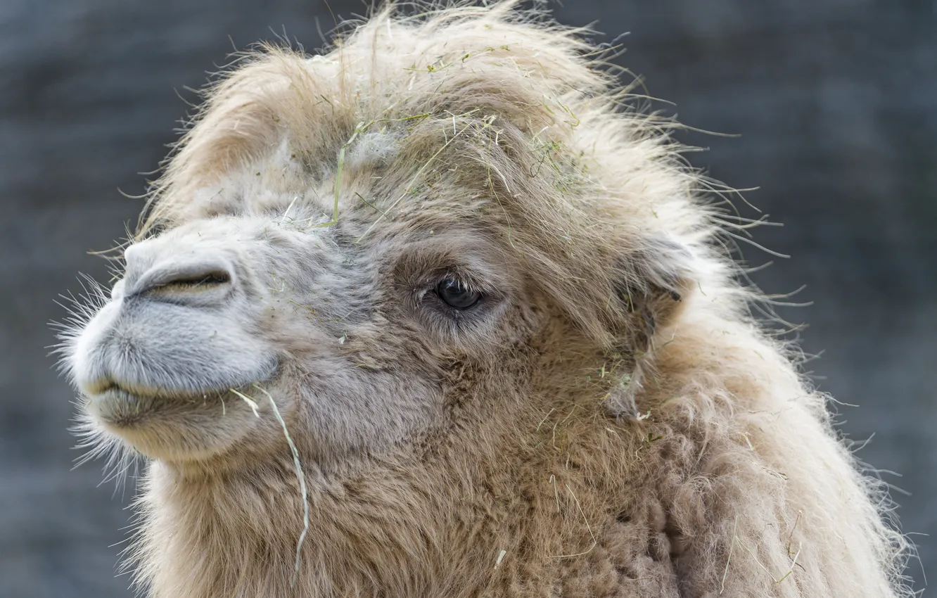 Photo wallpaper face, fluffy, camel