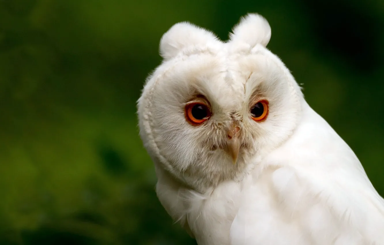 Photo wallpaper white, eyes, green, background, owl, head, beak