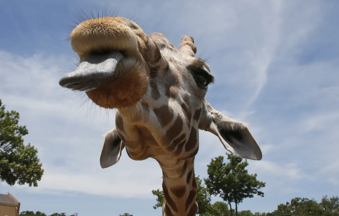 Photo wallpaper language, the sky, face, animal, positive, giraffe, animal, giraffe