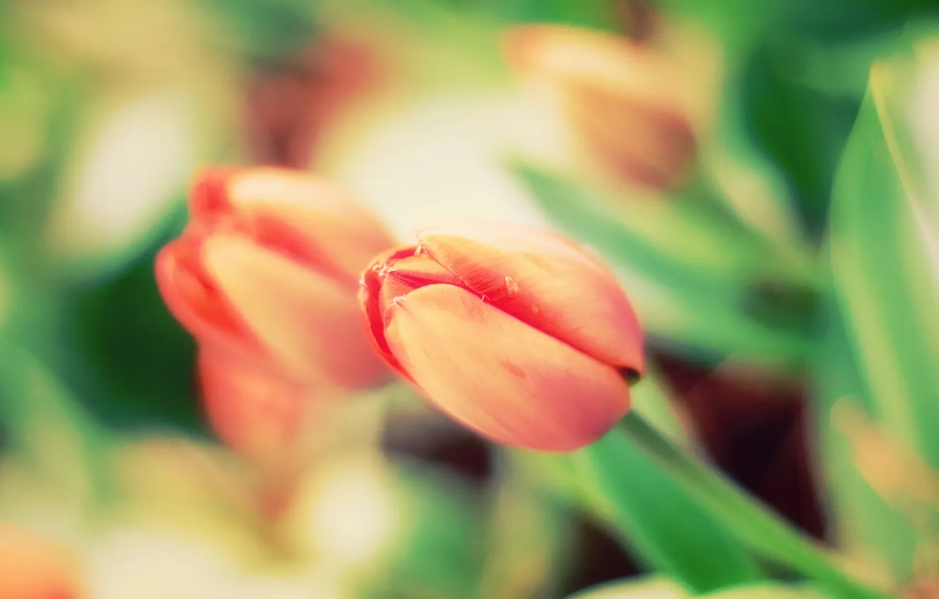 Photo wallpaper flowers, nature, tulips