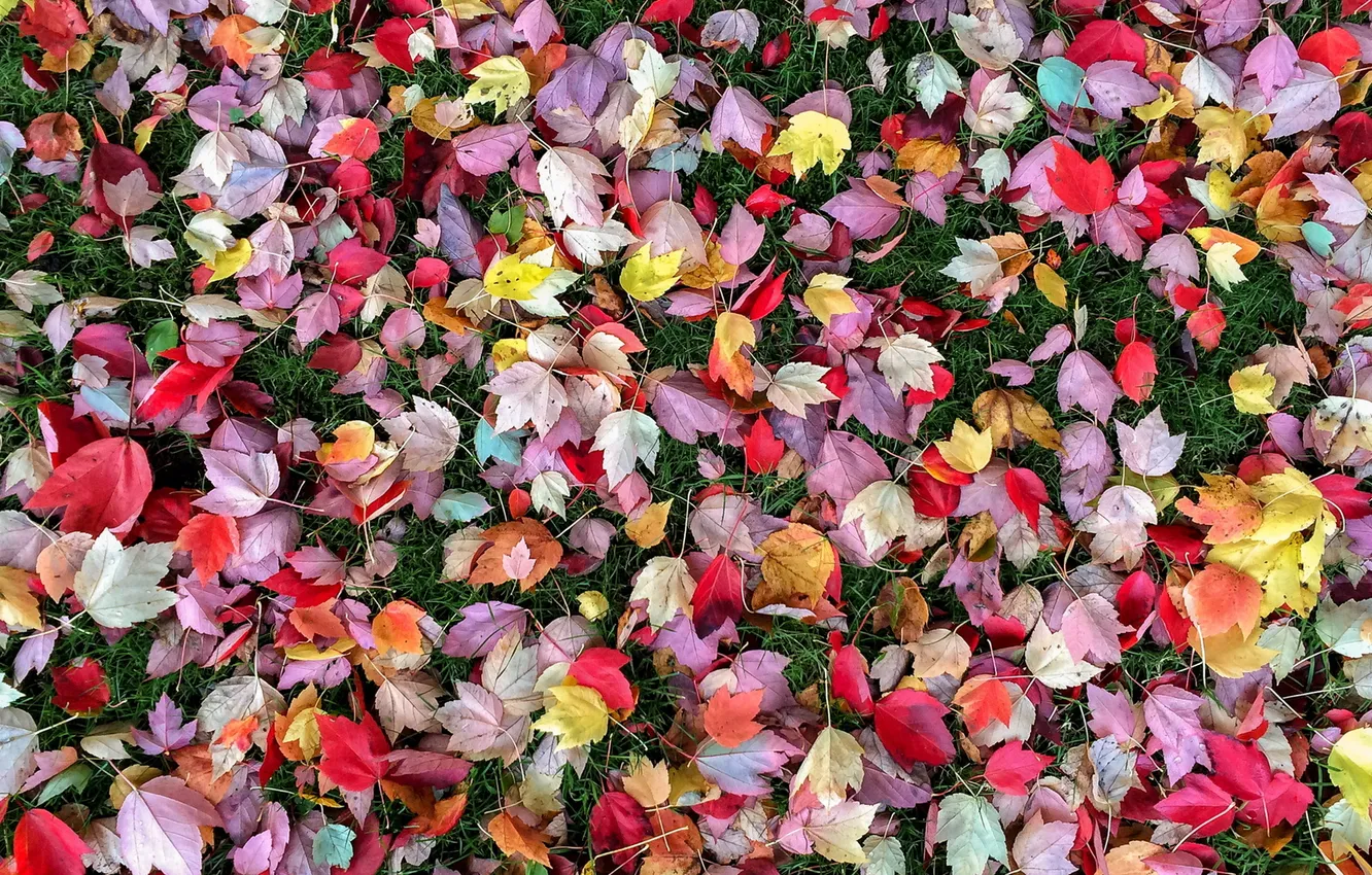 Photo wallpaper autumn, leaves, nature