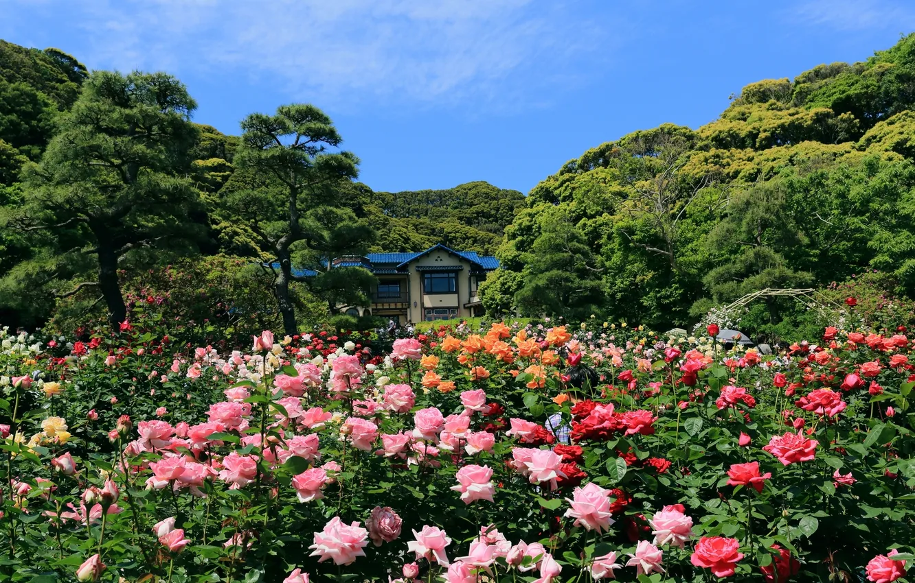 Photo wallpaper trees, nature, roses, house, trees, roses, the nature, a small house
