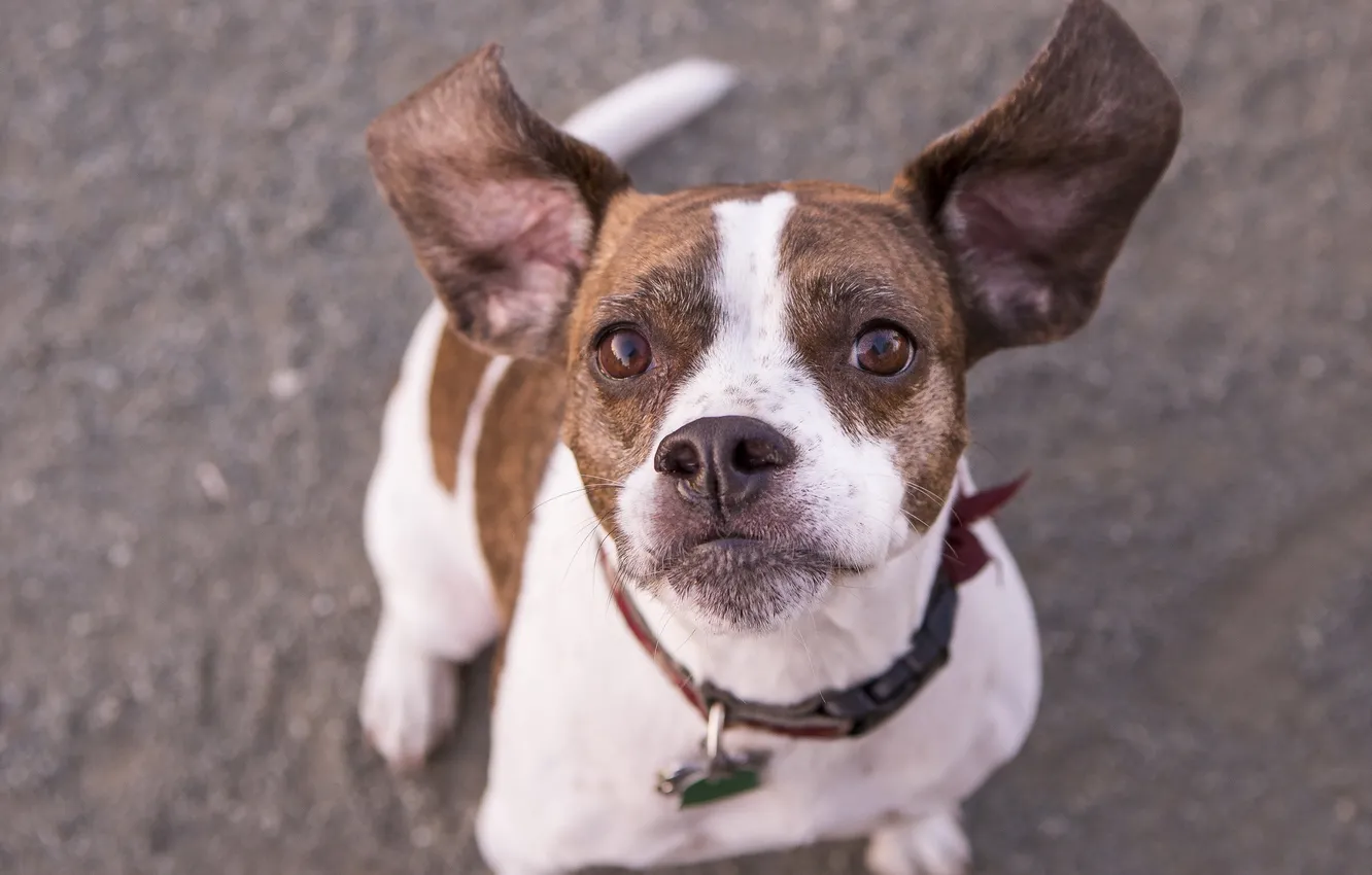 Photo wallpaper look, each, dog