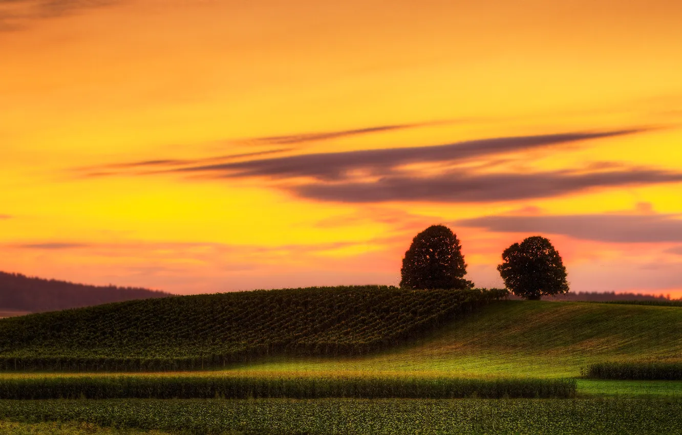 Photo wallpaper field, trees, landscape, sunset, nature, the evening, vineyard