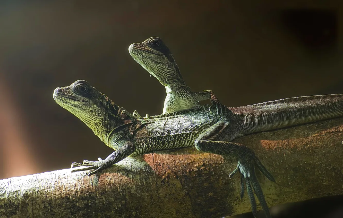 Photo wallpaper branches, lizard, pair, reptile