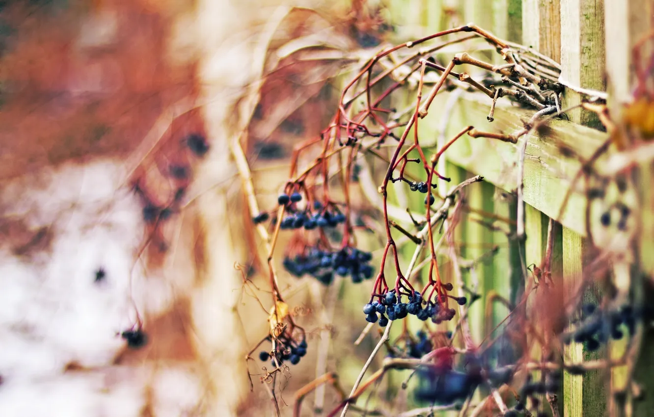 Photo wallpaper winter, macro, mood, the fence, berries purple