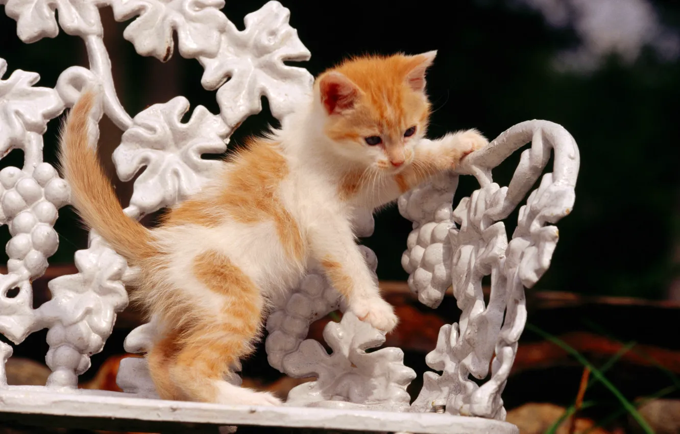 Photo wallpaper cat, cat, cat