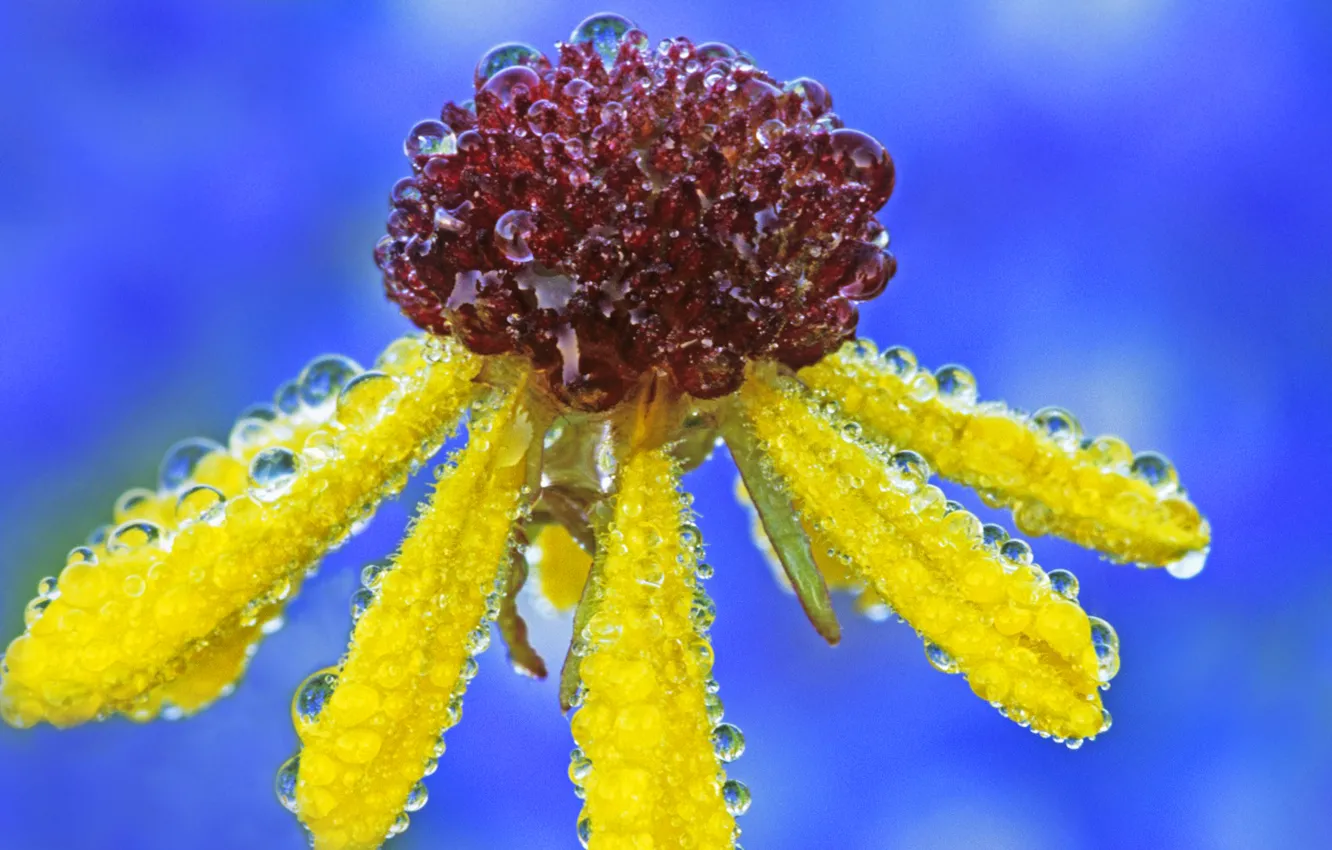 Photo wallpaper water, drops, flowers, Rosa, petals