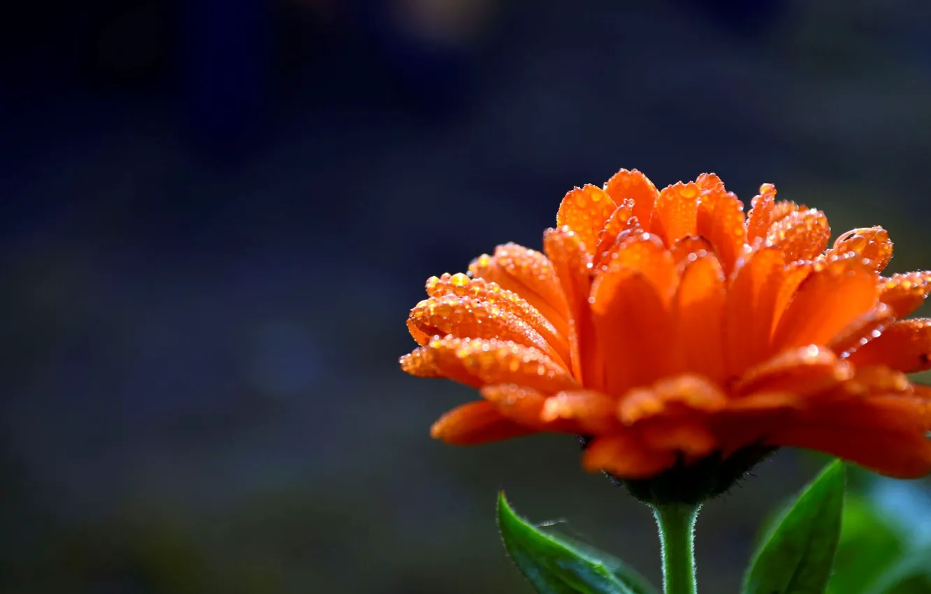 Photo wallpaper flower, water, drops, flowers, orange, Rosa, background, widescreen