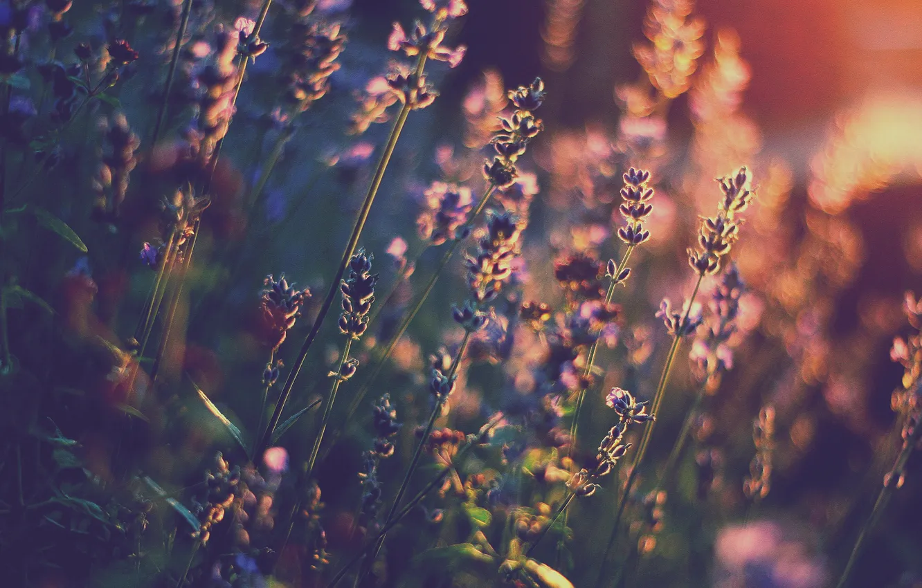 Photo wallpaper light, flowers, heat, lavender, bokeh