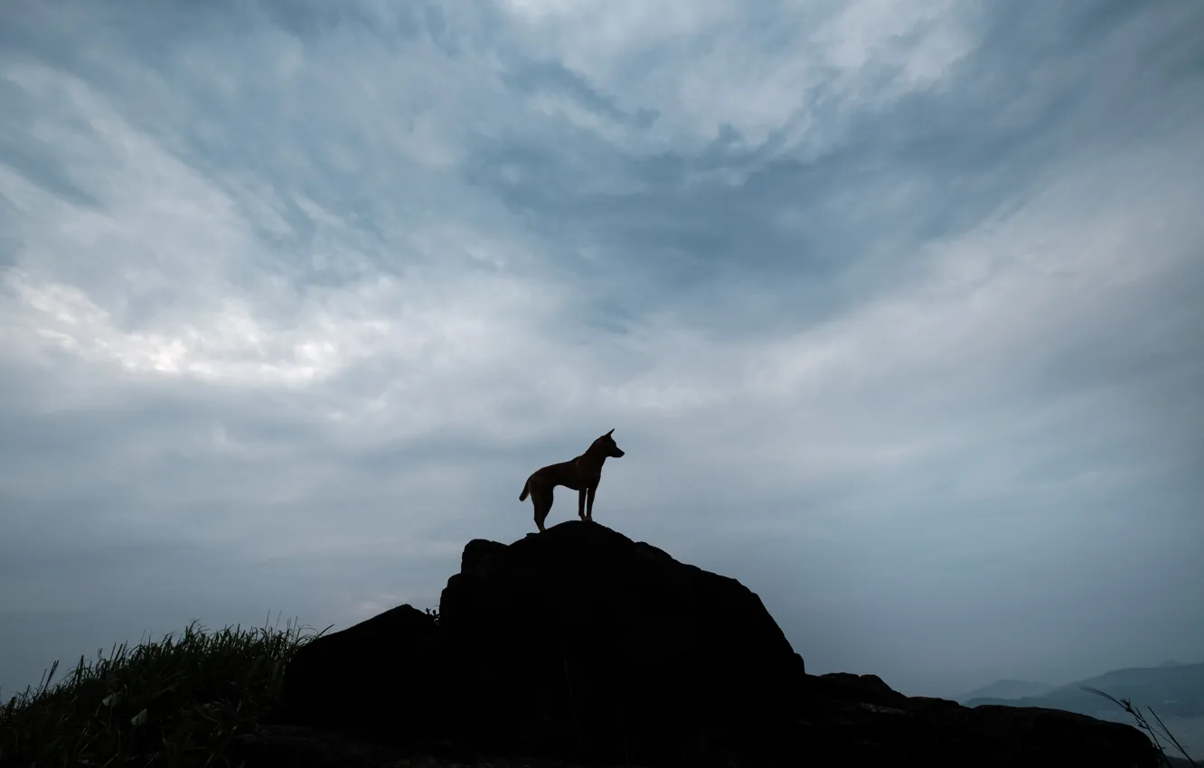 Photo wallpaper dog, animal, on a hill