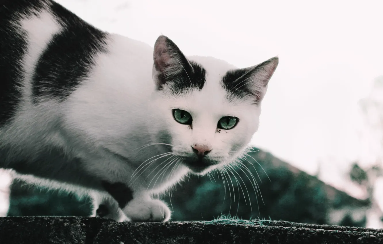 Photo wallpaper cat, eyes, cat, look, animal