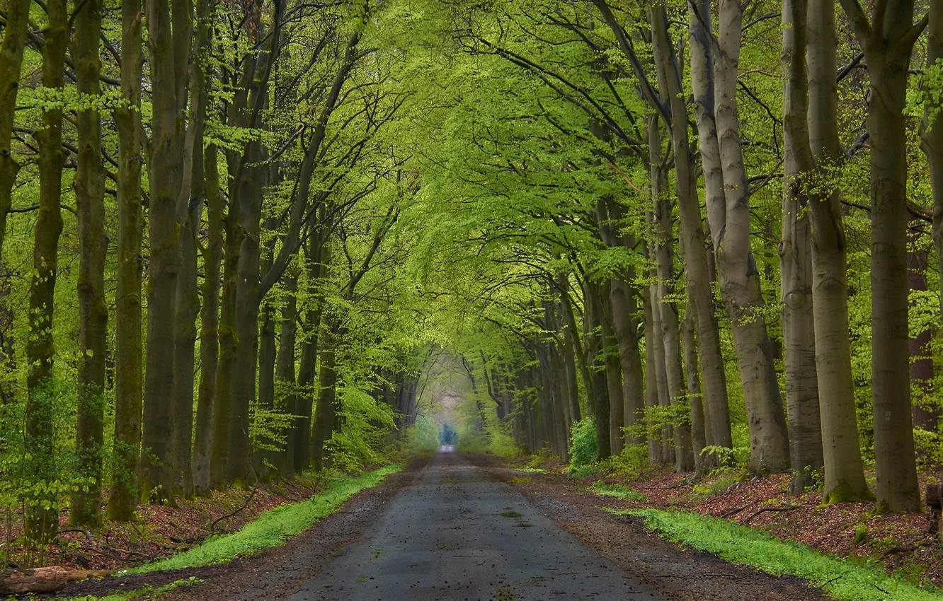 Photo wallpaper road, forest, trees, Park, alley