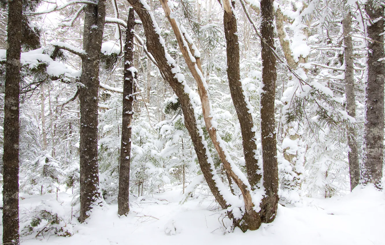 Photo wallpaper winter, forest, snow, trees