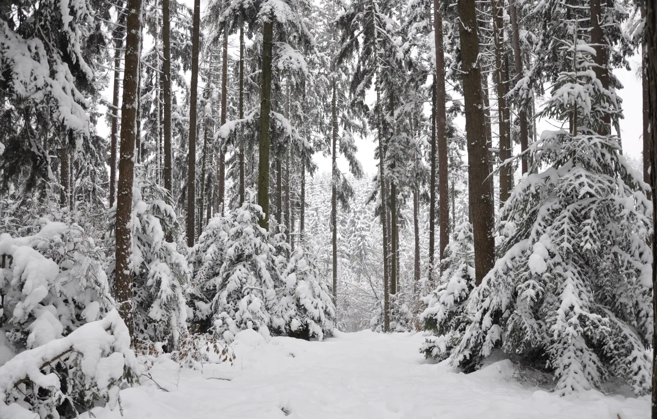 Photo wallpaper winter, forest, snow, trees