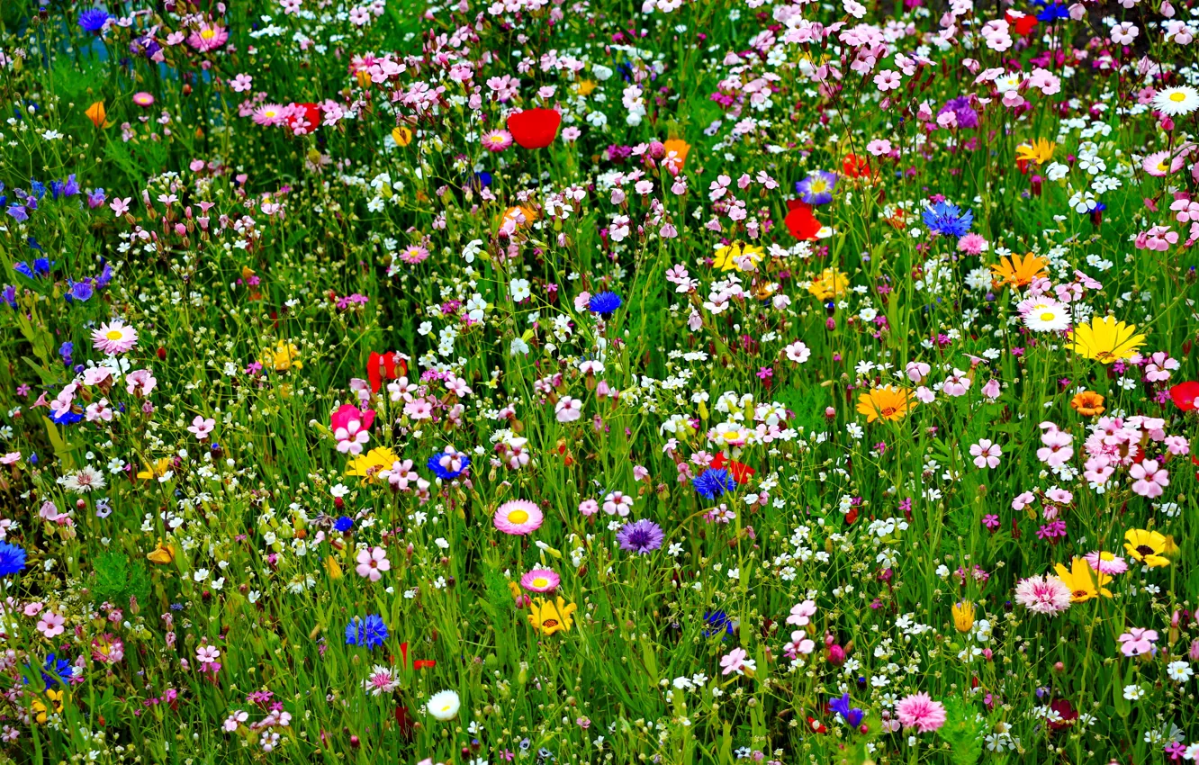 Photo wallpaper field, summer, grass, nature, petals, meadow