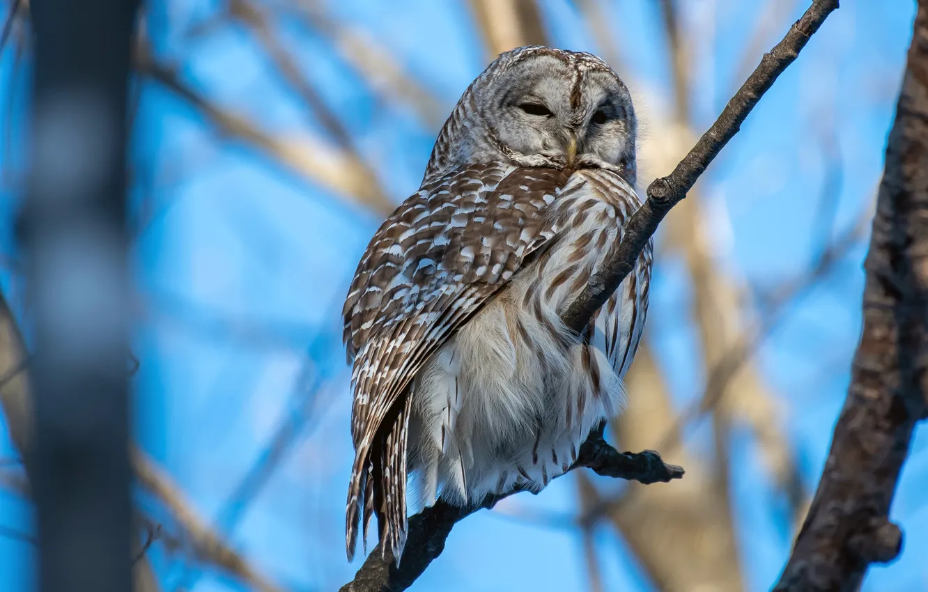 Photo wallpaper branches, grey, owl, bird, on the branch, blue sky, closed eyes, owl