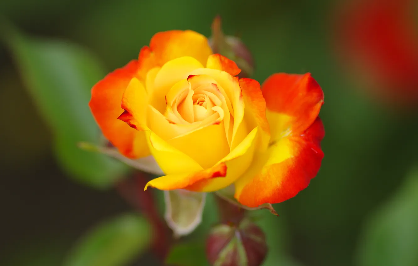 Photo wallpaper flowers, yellow, green, background, roses, buds, red