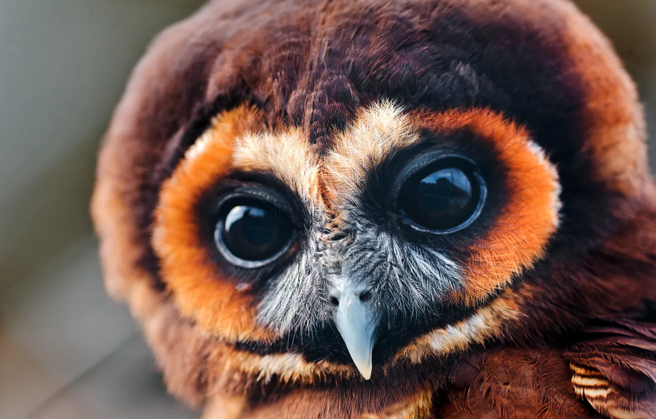 Photo wallpaper eyes, owl, large, look, owlet