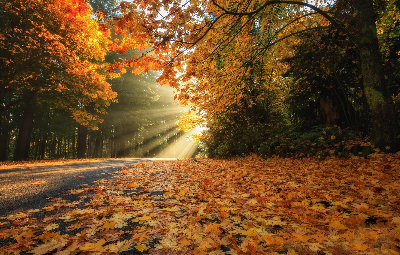 Photo wallpaper road, autumn, forest, leaves, rays, trees, foliage, Canada