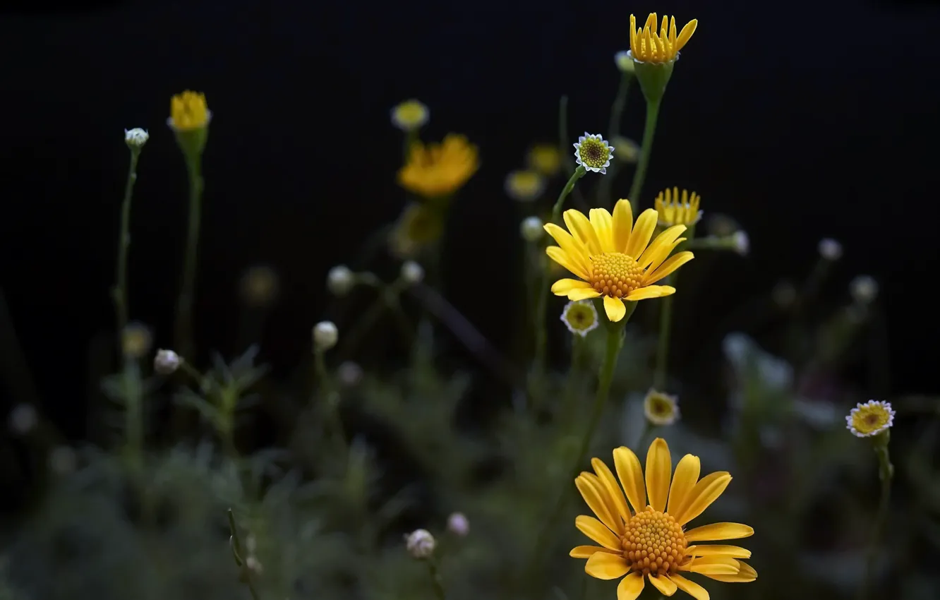 Photo wallpaper flowers, nature, background