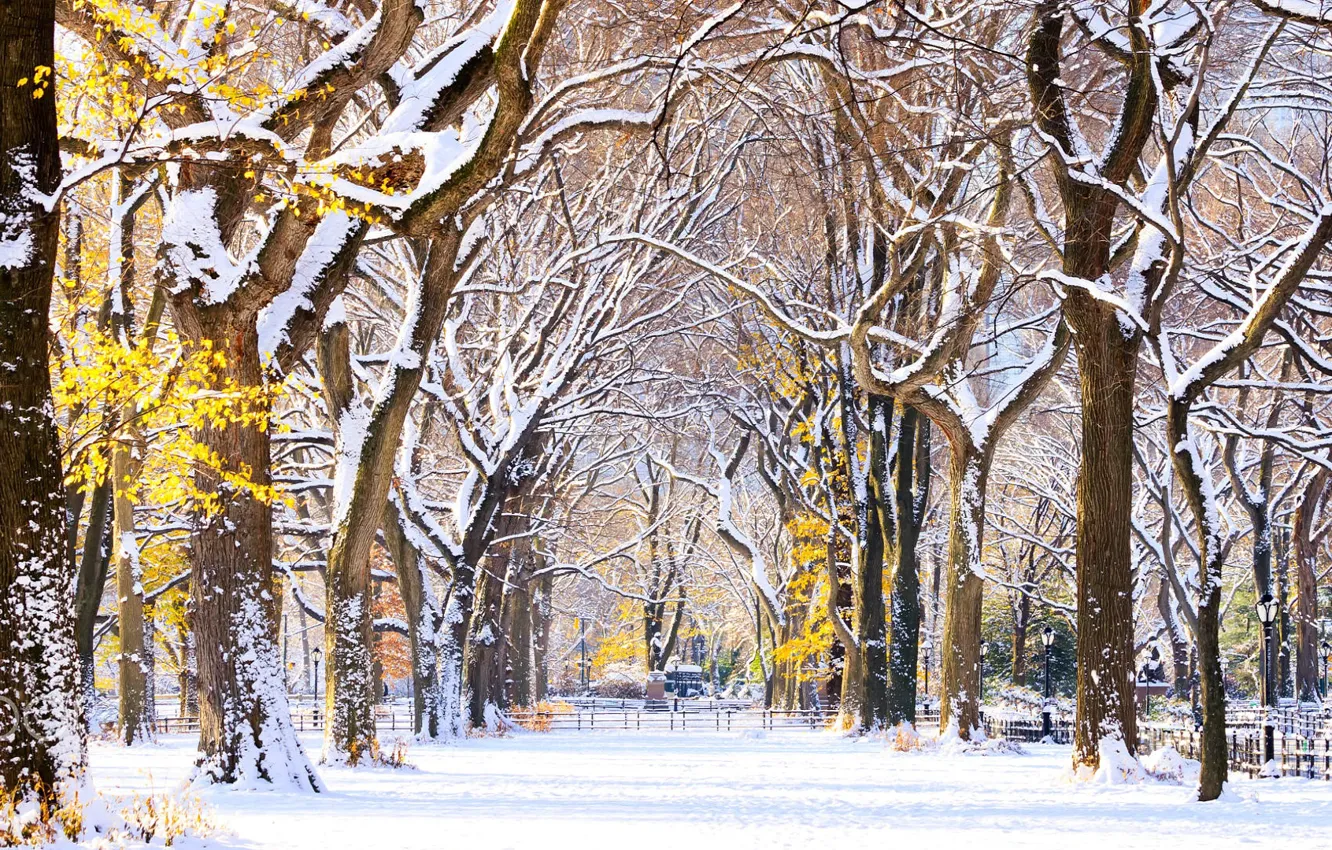 Photo wallpaper alley, New York, usa, Central Park, the first snow
