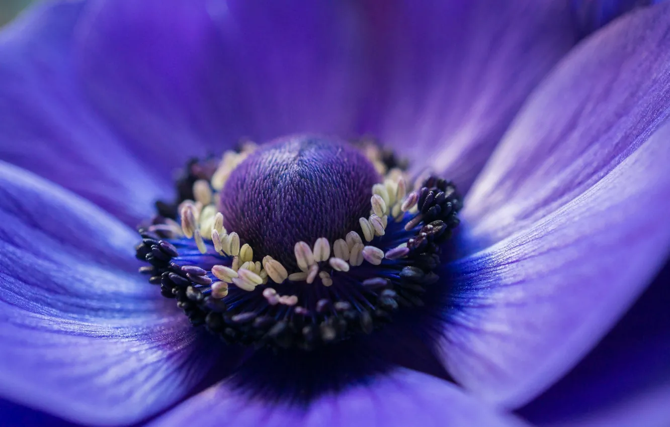 Photo wallpaper macro, flowers, blue, focus, petals, anemones, anemone