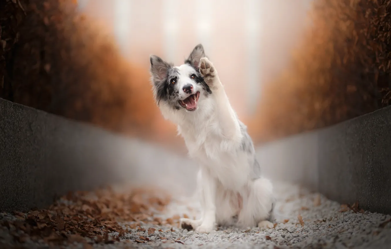 Photo wallpaper mood, paw, dog, Australian shepherd, Aussie