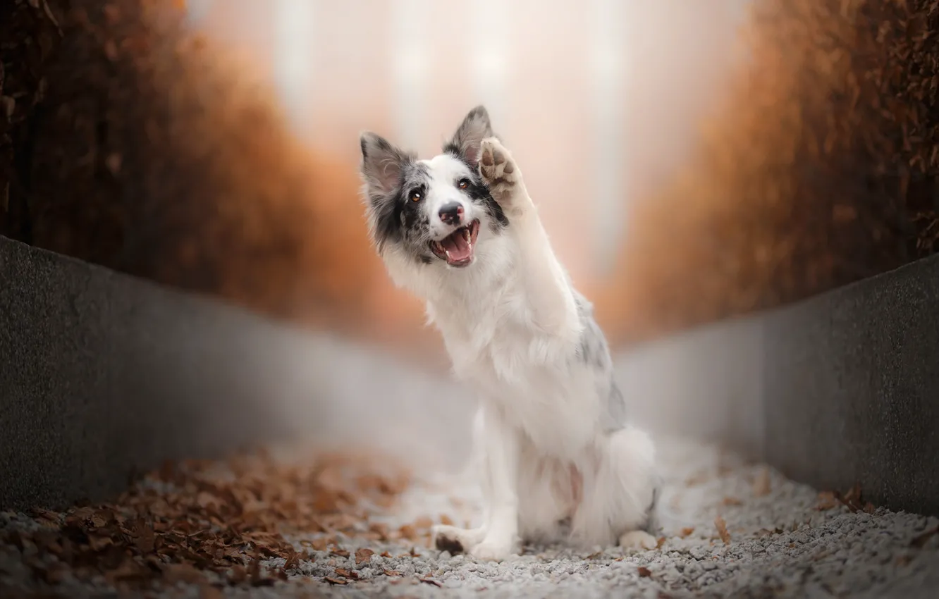 Photo wallpaper mood, dog, paws, Australian shepherd, Aussie