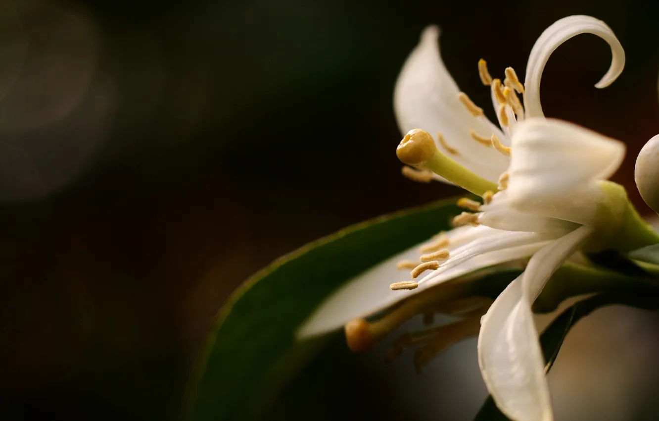 Photo wallpaper white, macro, flowers, petals