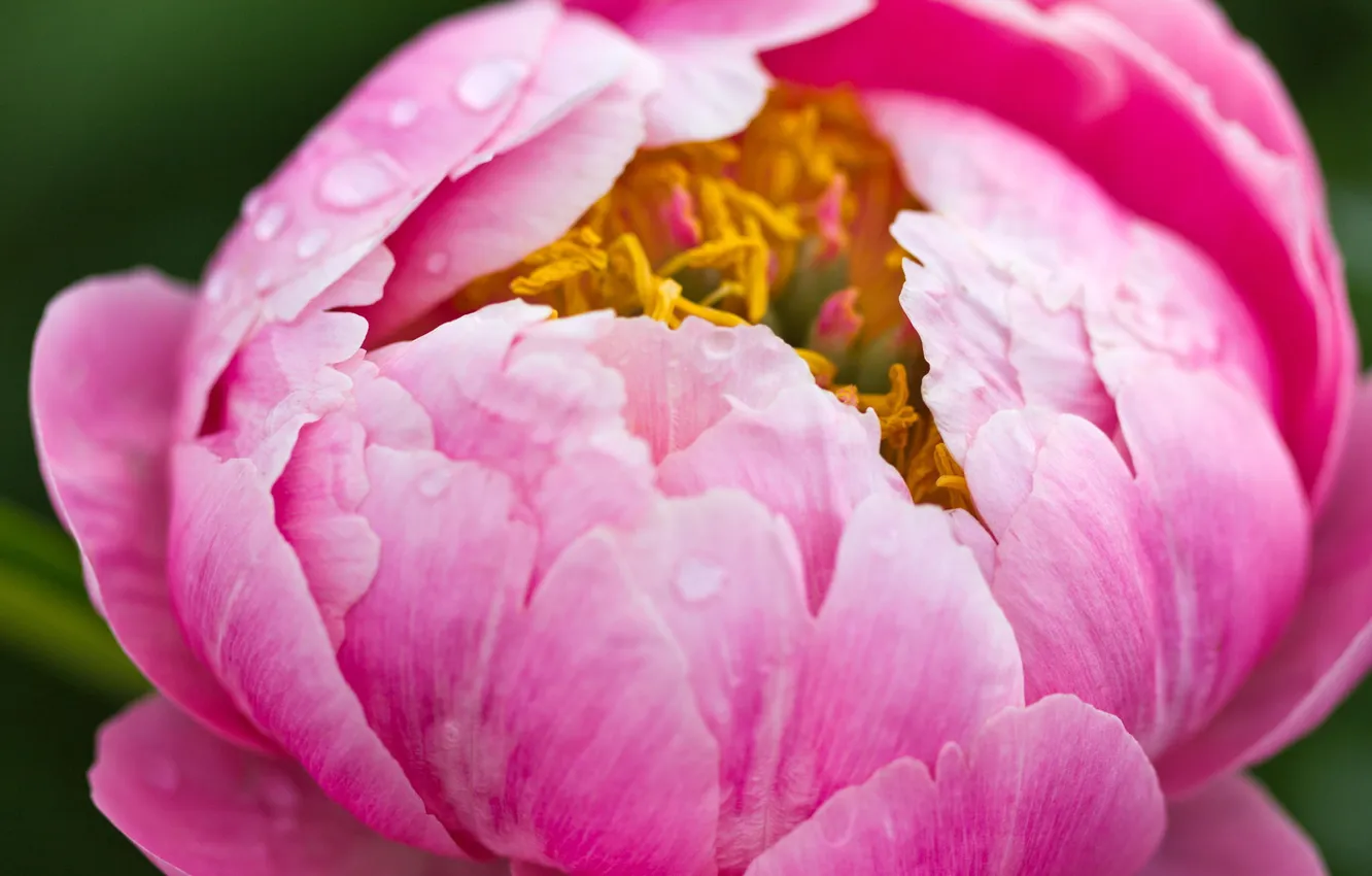 Photo wallpaper drops, macro, flowers, Rosa, pink, peonies