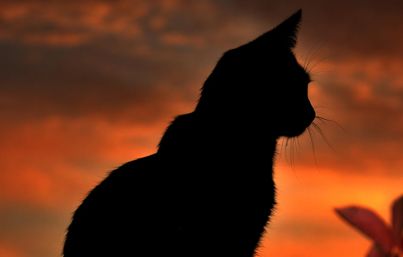 Photo wallpaper the sky, mustache, background, focus, silhouette