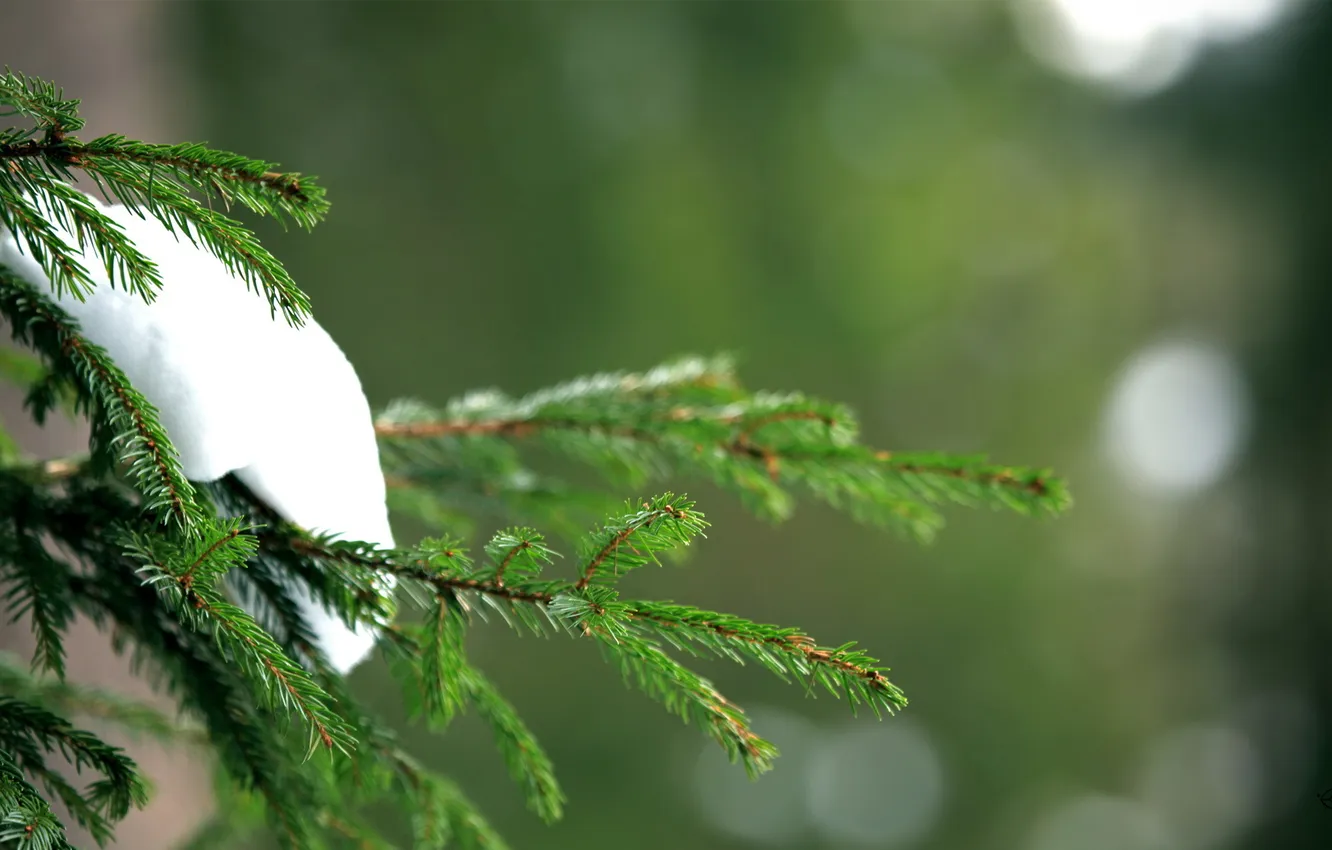 Photo wallpaper snow, spruce, needles