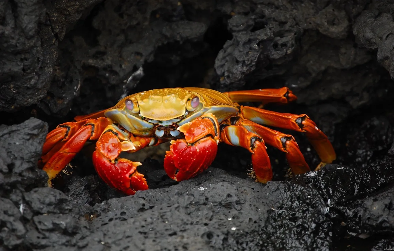 Photo wallpaper close-up, Crab, different