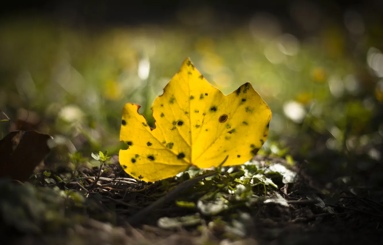 Photo wallpaper yellow, sheet, fallen, autumn