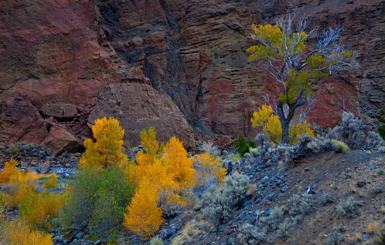 Photo wallpaper autumn, trees, rock, mountain, Utah, USA, Zion National Park