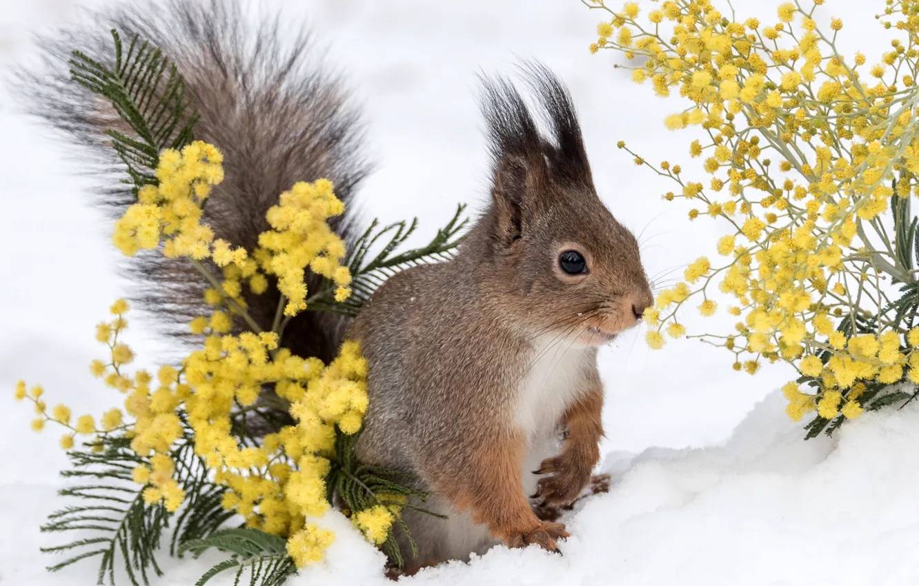 Photo wallpaper winter, snow, protein, animal, Mimosa