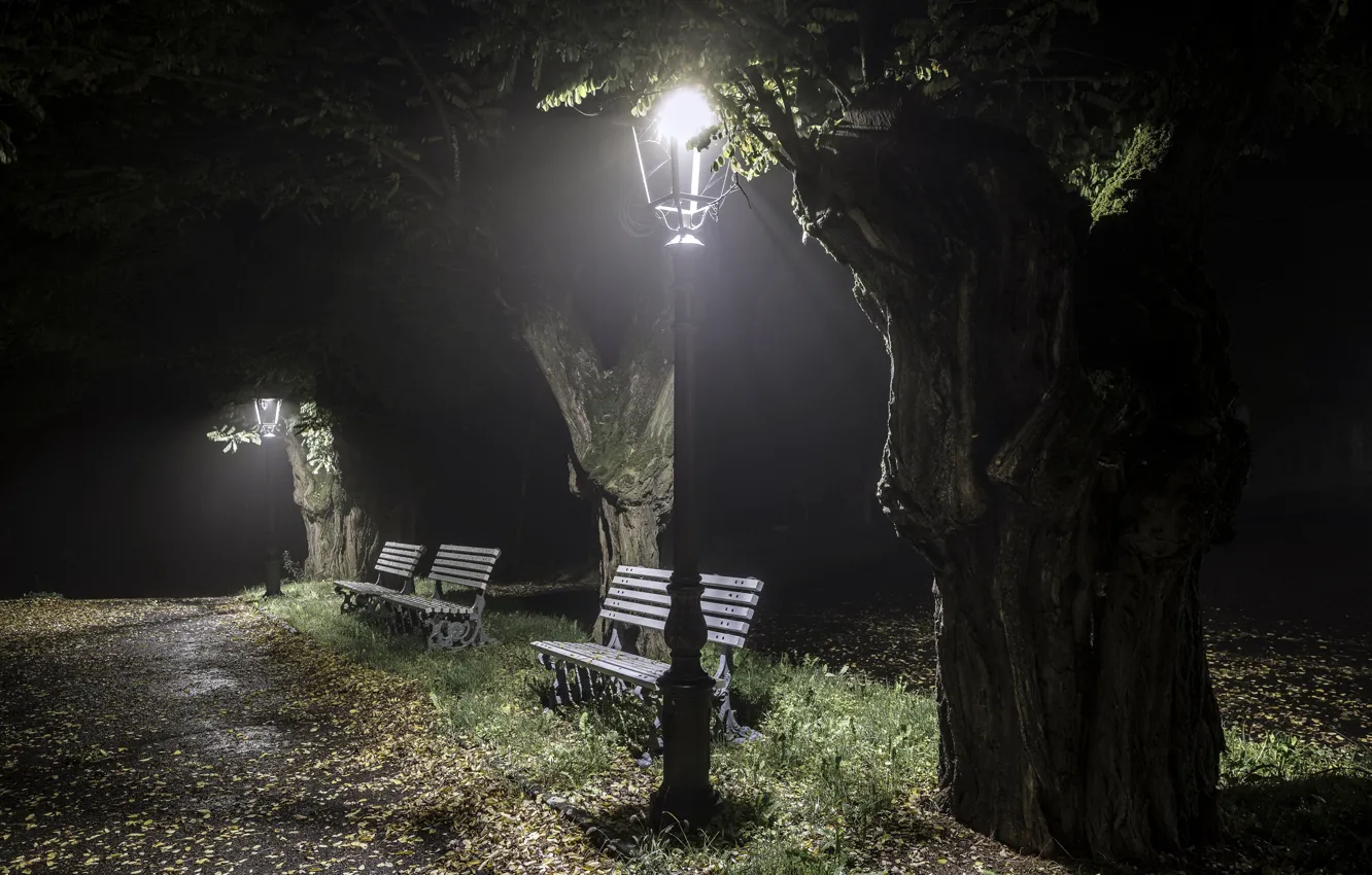 Photo wallpaper night, the city, Park, bench