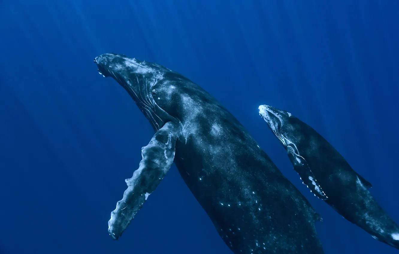 Photo wallpaper the ocean, whales, under water