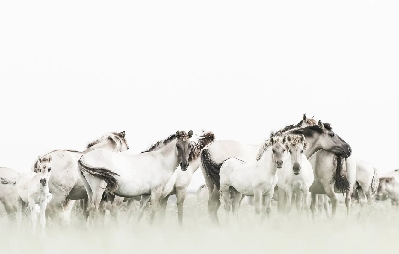 Photo wallpaper nature, background, horses