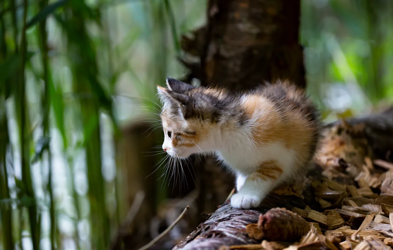 Photo wallpaper cat, look, face, trees, nature, pose, blur, baby