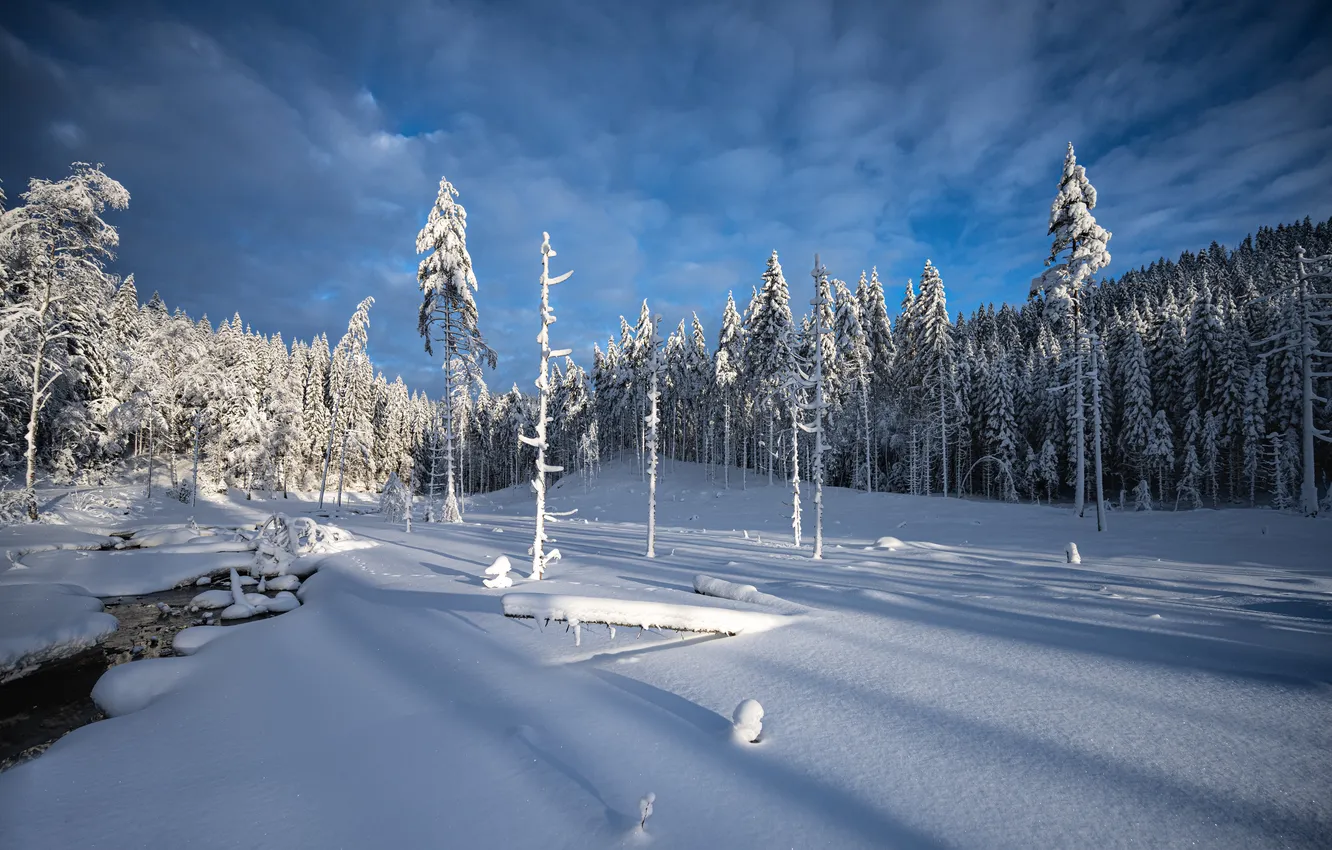Photo wallpaper winter, forest, snow