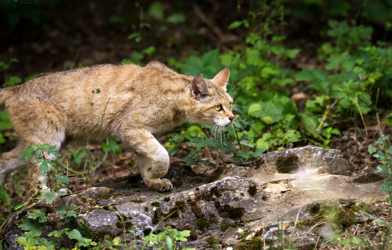 Photo wallpaper cat, grass, look, stone, wild, wildcat